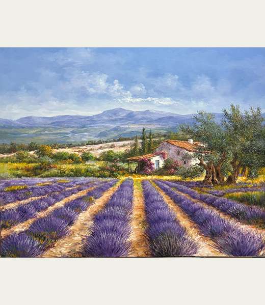 Lavender Field & Olive Trees